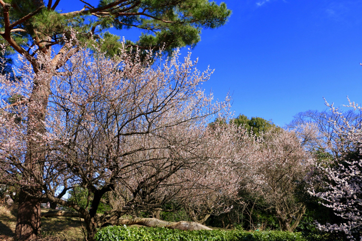 原峰公園の梅